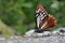 Taiwan butterfly(Chilasa agestor matsumurae) natural soil water suction