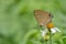 Taiwan butterfly (Deudorix epijarbas menesicles) on a white flower(Pilose Beggarticks)