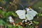 Taiwan Butterfly (Gonepteryx amintha formosana) on a flower