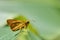 Taiwan Butterfly (Hesperiidae) on a Branches and leaves