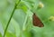 Taiwan Butterfly (Hesperiidae) on a Railing