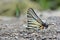 Taiwan butterfly(Pazala timur chungianus) natural soil water suction