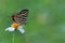 Taiwan butterfly (Spindasis lohita formosana) on a white flower(Pilose Beggarticks)