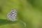 Taiwan Butterfly (Taraka hamada thalaba) on a Branches and leaves