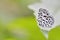 Taiwan Butterfly (Taraka hamada thalaba) on a Branches and leaves