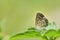 Taiwan Butterfly (Zizeeria maha okinawana) on a Branches and leaves