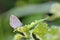 Taiwan Butterfly (Zizeeria maha okinawana) on a Branches and leaves