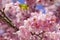 Taiwan, cherry blossom season, Wuling Farm, Qianying Garden, cherry blossom