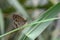 Taiwan corrugated Snake Head Butterfly