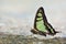 Taiwan endemic butterfly (Graphium cloanthus kuge) natural soil water suction