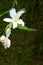 Taiwan flower white wood blossom