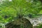 Taiwan, Hualien, Taroko, Scenic Area, Shakayu Creek, Big Tree, Boulder