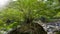 Taiwan, Hualien, Taroko, Scenic Area, Shakayu Creek, Big Tree, Boulder