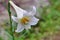 Taiwan lily flower