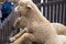 Taiwan, mountain, farm, pasture, sheep