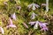 Taiwan pleione or Pleione Formosana flowers in Saint Gallen in Switzerland