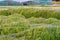 Taiwan rice farming experimental study