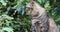 Taiwan, Ruifang, Monkey Cave, the village of cats, many wild cats,