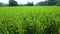 Taiwan, south, countryside, blue sky and white clouds, green, rice fields