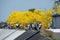 Taiwan, spring, flower season, tourists, appreciate, blooming, Suzuki chinensis