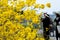 Taiwan, spring, flower season, tourists, appreciate, blooming, Suzuki chinensis