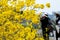 Taiwan, spring, flower season, tourists, appreciate, blooming, Suzuki chinensis