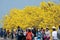 Taiwan, spring, flower season, tourists, appreciate, blooming, Suzuki chinensis