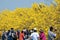 Taiwan, spring, flower season, tourists, appreciate, blooming, Suzuki chinensis