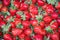 Taiwan Travel Image : strawberry background fruit wallpaper. Taiwan Dahu strawberry.