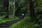 Taiwan, Xitou, forest, protected area, forest trail