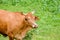 The Taiwan yellow cattle in a meadow, grass, cow, nature, animals