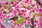 Taiwan Yuhina with pink flowers