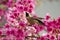 Taiwan Yuhina with pink flowers