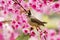 Taiwan Yuhina with pink flowers