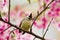 Taiwan Yuhina with pink flowers