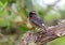 Taiwanblauwstaart, Collared Bush-Robin, Luscinia johnstoniae