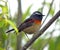 Taiwanblauwstaart, Collared Bush-Robin, Luscinia johnstoniae