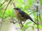 Taiwanblauwstaart, Collared Bush-Robin, Luscinia johnstoniae