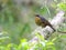 Taiwanblauwstaart, Collared Bush-Robin, Luscinia johnstoniae