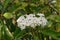 Taiwanese Photinia serratifolia, umbel of fragrant white flowers