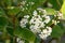 Taiwanese Photinia serratifolia, umbel of white budding flowers