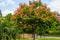 Taiwanese Rain Tree in the park