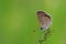 Taiwans smallest butterflies, also known as nail, butterfly( Freyeria putli formosanus )