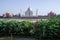 Taj mahal back side view