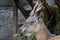 Tajik screw-horned goat (Markhur) at the Kaliningrad Zoo
