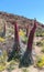 Tajinaste flowers on volcano Teide. Tenerife