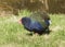 Takahe Bird