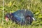 Takahe at bird sanctuary in New Zealand