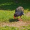 Takahe, endangered bird, New Zealand