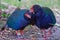 Takahe Endangered Endemic Rail of New Zealand